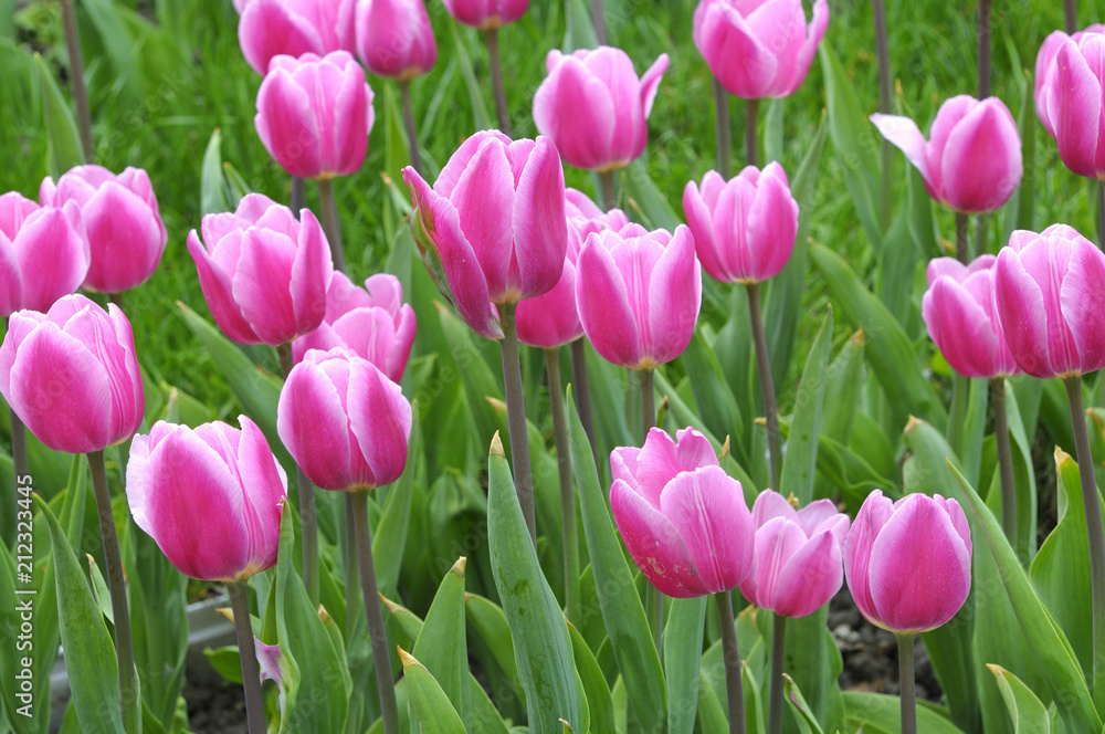 Clouse-up of tulips Blue Diamond (purple, similar to peonies) planted on the Singing Field park. April 27, 2018. Kiev, Ukraine Clouse-up of tulips Blue Diamond (purple, similar to peonies) planted on the Singing Field park. April 27, 2018. Kiev, Ukraine
