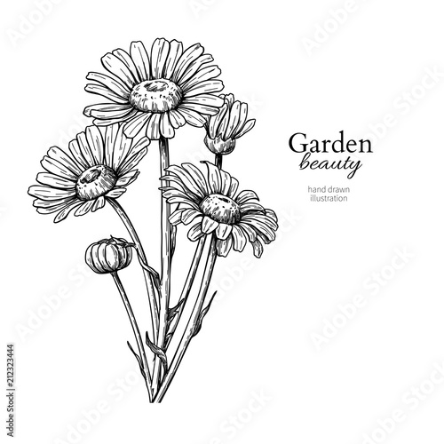 Daisy flower drawing. Vector hand drawn engraved floral set. Cha