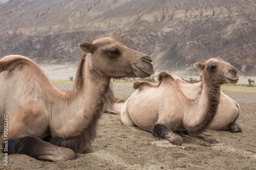 Domestic camels in Nubra valley in Ladakh, India
