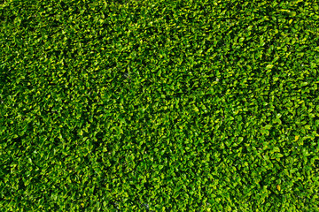 Natural green leaves wall background