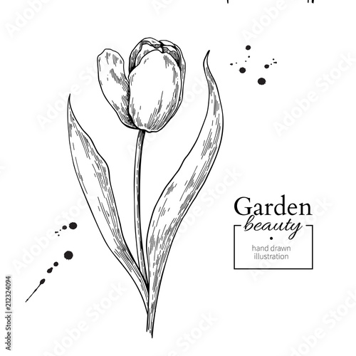 Tulip flower and leaves drawing. Vector hand drawn engraved flor
