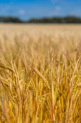 Organic production  wheat fields. Agriculture landscape. Harvest at field. Ripe ear of wheat in field. Harvest. Wheat field. 