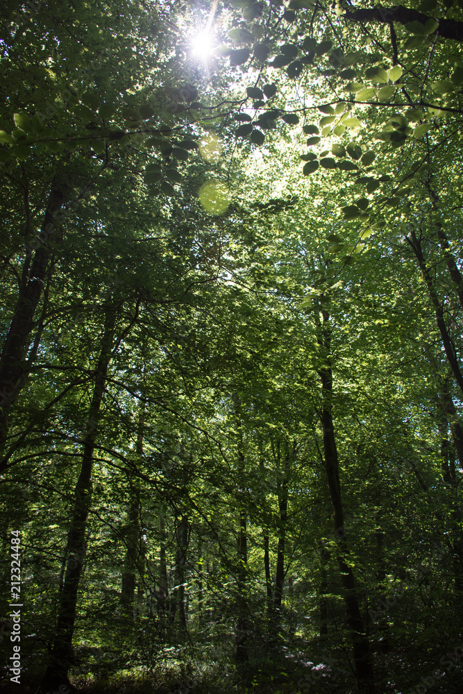 Tree canopy in Lanhydrock Woods, Bodmin, Cornwall Tree canopy in Lanhydrock Woods, Bodmin, Cornwall