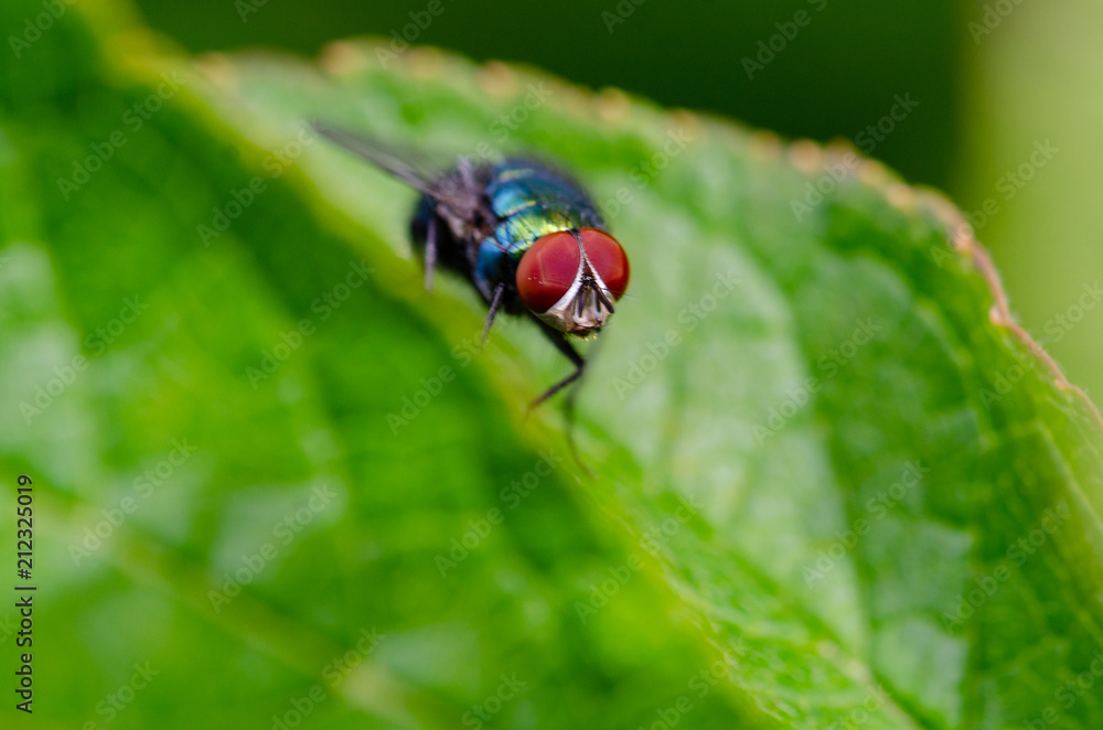 Fototapeta premium look in my eyes