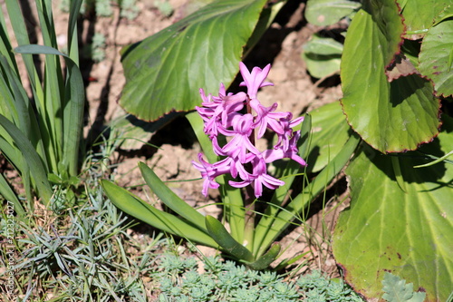 Hyacinths or Hyacinthus pink flowers starting to form spike or racemes of multiple small flowers with long pointy green leaves surrounded in garden with other vegetation and large green leaves on warm