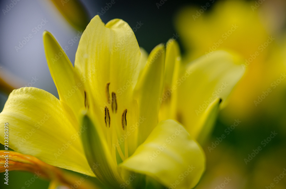 Obraz premium flower