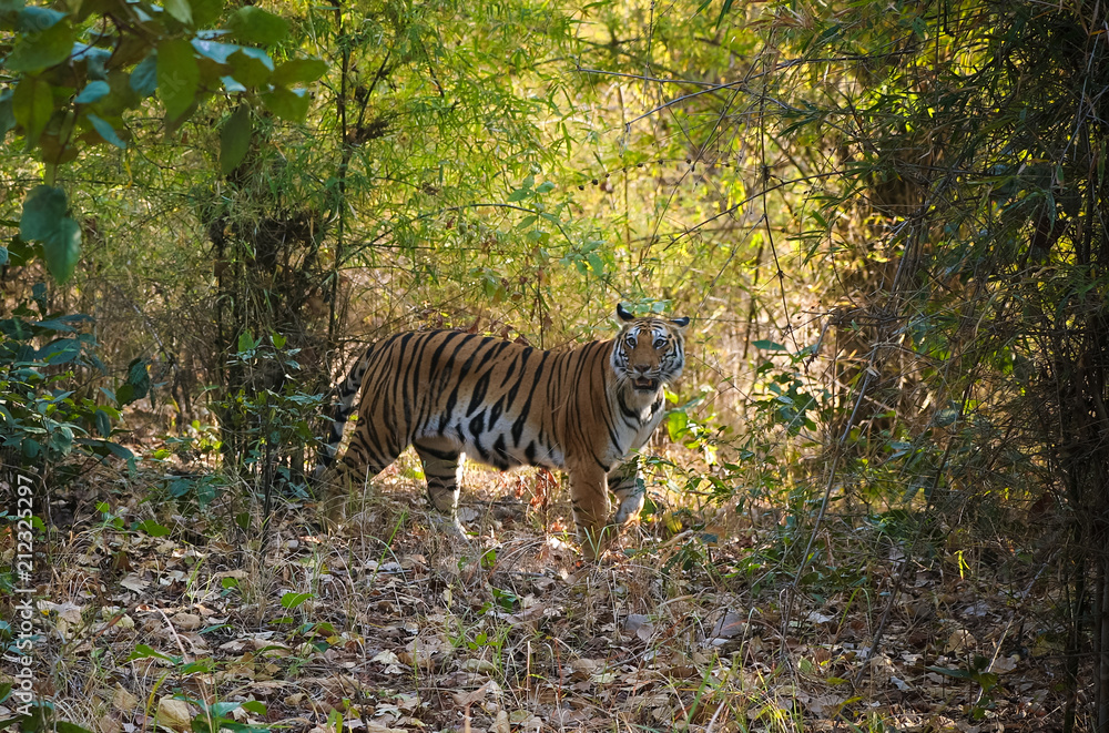 Tiger Tiger