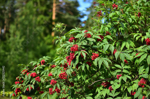 natural forest landscape with red elderberries on branches against the background of green pine and spruce