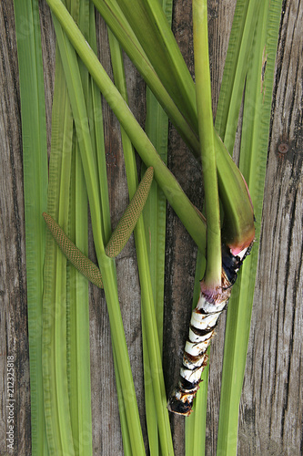 Freshly dug Acorus calamus root with leaves and inflorescence. Fresh acorus calamus root on wooden background. Top view.