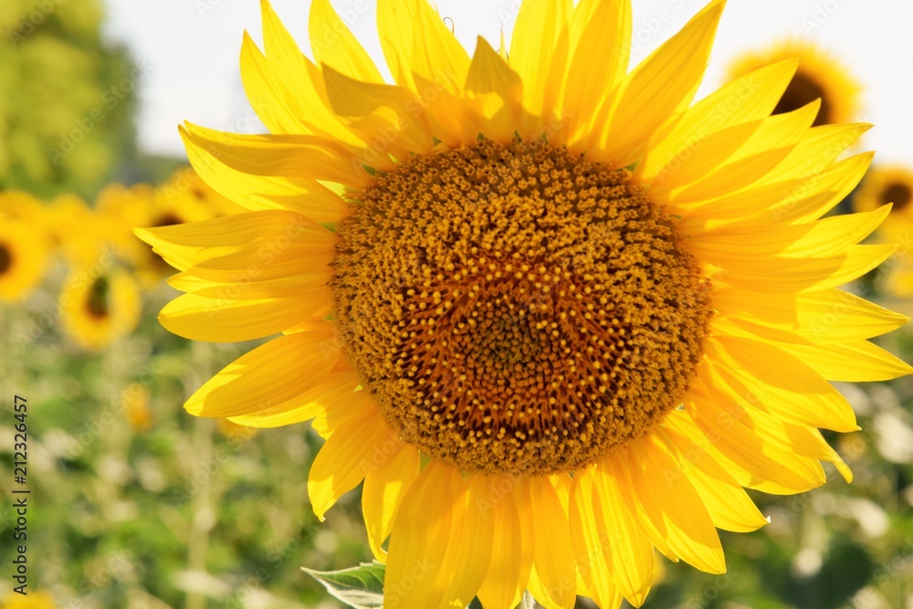 цветок подсолнуха в лучах летнего солнца Stock-Foto | Adobe Stock