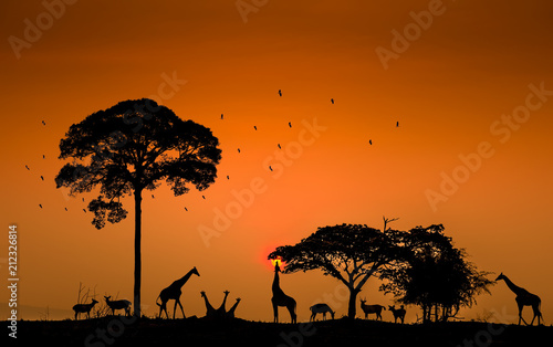 Silhouettes giraffes and deer herds in the meadow and birds in the sky at sunrise.
