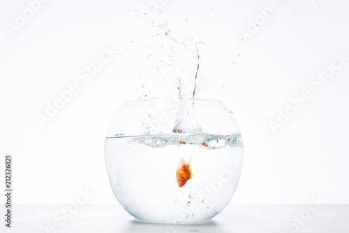 jump of gold fish to aquarium on white background