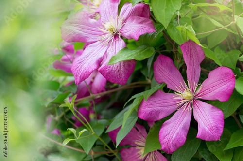 Spring flowers .Clematis flowers in the garden. Nature background. Beauty in nature.Gardening concept.