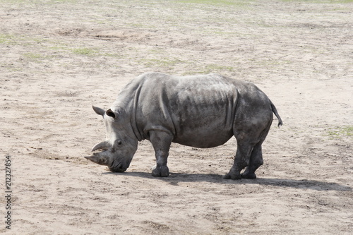 a big rhino in the zoo