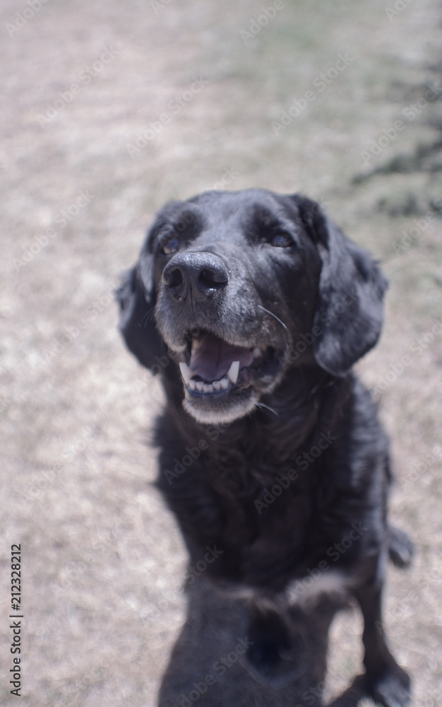 Dog sitting, panting in the summer heat Dog sitting, panting in the summer heat