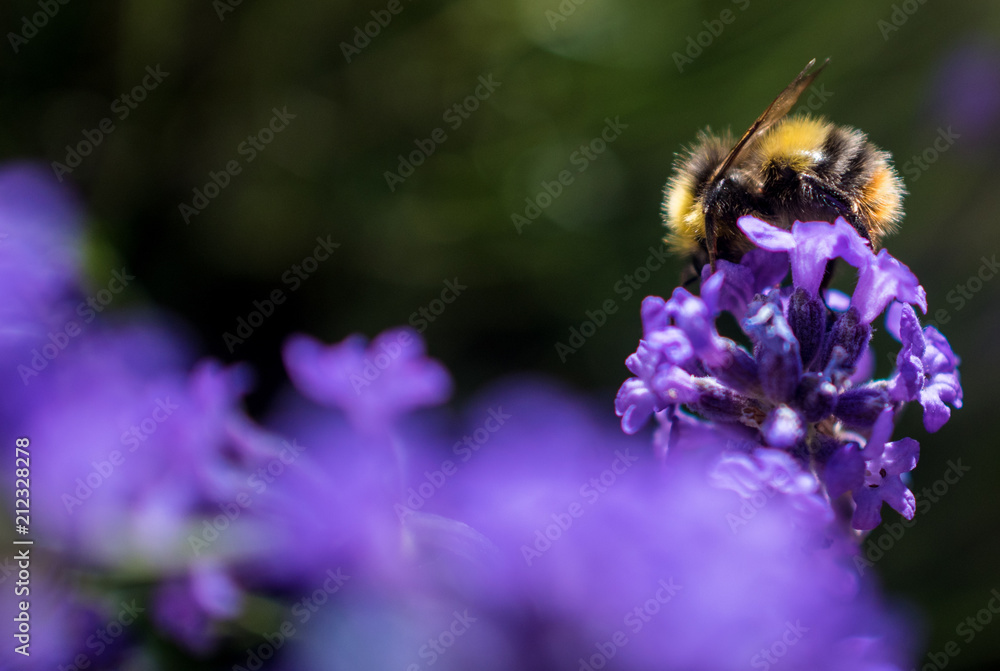 Bumble Bee Collecting Pollen from Lavender Flowers, Summertime, Close Up, Macro Bumble Bee Collecting Pollen from Lavender Flowers, Summertime, Close Up, Macro