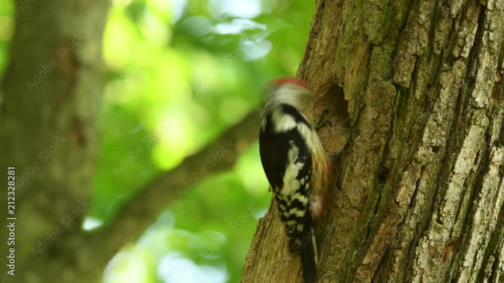 Middle Spotted Woodpecker - Dendrocopos medius sitting on the tree trunk with full beak of the feeding, green forest Middle Spotted Woodpecker - Dendrocopos medius sitting on the tree trunk with full beak of the feeding, green forest