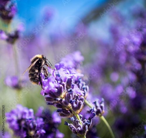 Bumble Bee Collecting Pollen from Lavender Flowers, Summertime, Close Up, Macro