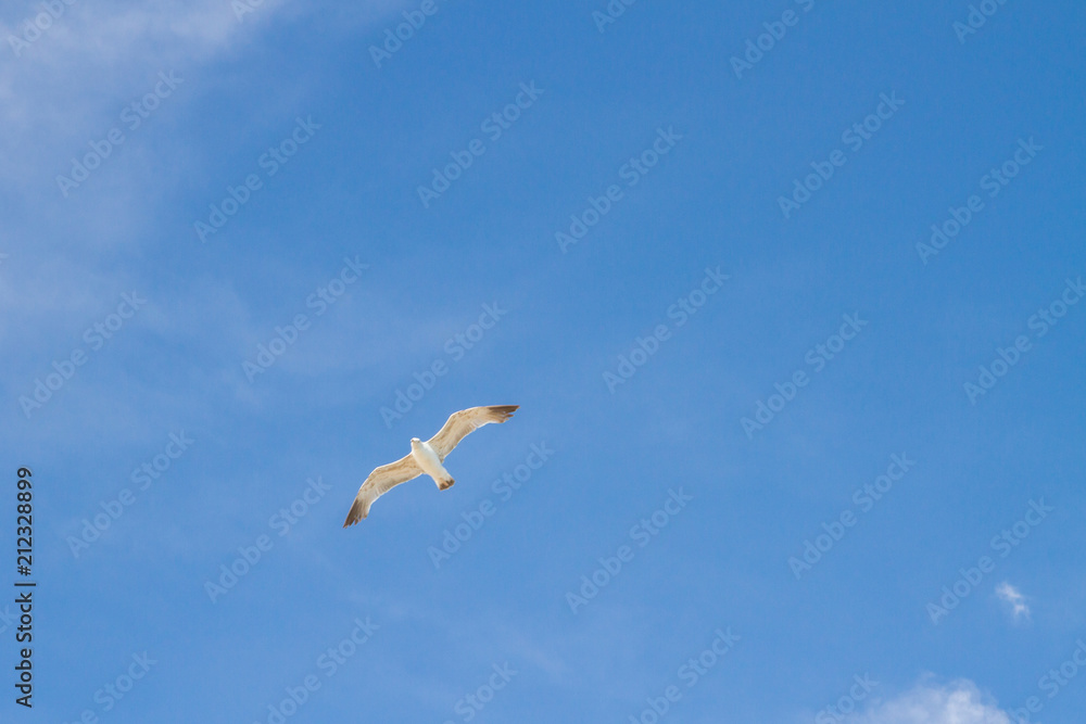 Bird Albatross is flying in the blue sky with white clouds Bird Albatross is flying in the blue sky with white clouds