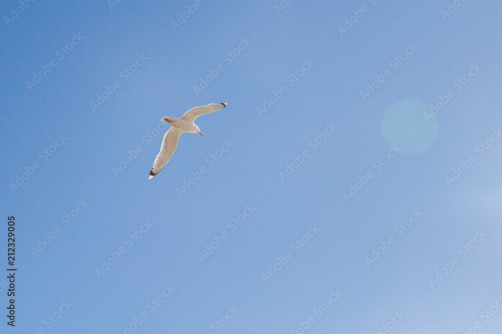 Obraz premium Bird Albatross is flying in the blue sky