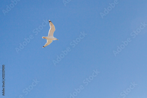 Bird Albatross is flying in the blue sky