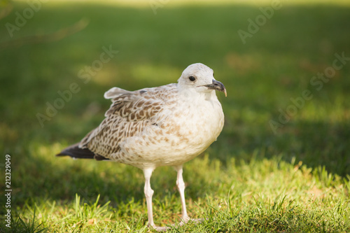 Silver gull in a park