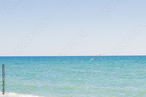 Albatross bird flying in blue sky over sea