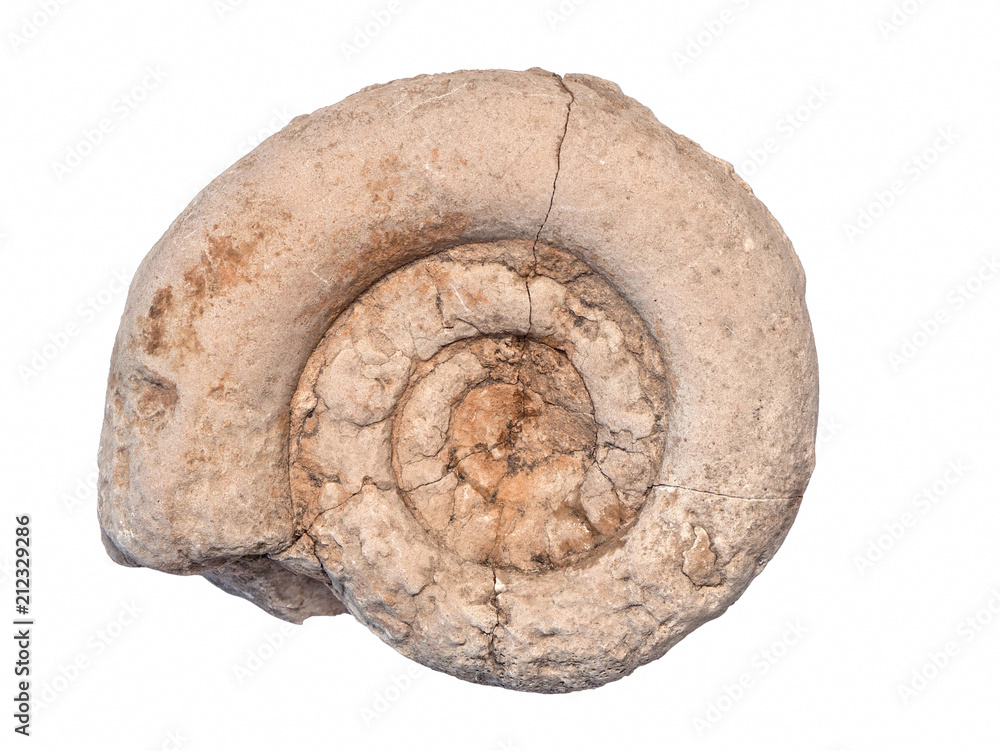 Ammonite fossil in stone, isolated on white background Ammonite fossil in stone, isolated on white background