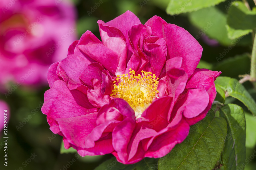 Fototapeta premium Rose gallica var. officinalis a springtime summer red flower shrub coomonly knowm as old red damask