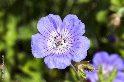 Fototapeta Naklejka Na Ścianę i Meble -  Geranium x oxonianum 'A T Johnson' a blue herbaceous springtime summer flower plant commonly known as cranesbill 