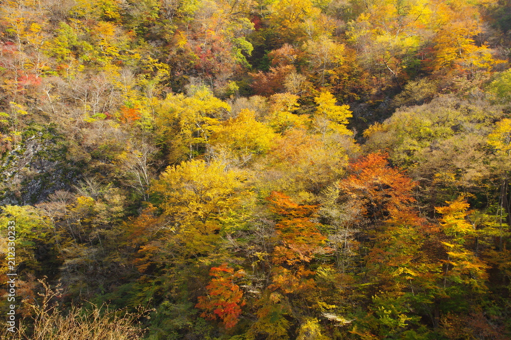 Agatuma Valley autumn leaves