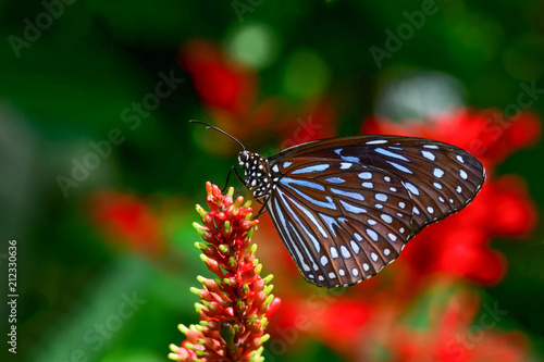 Closeup beautiful butterfly & flower in the garden.