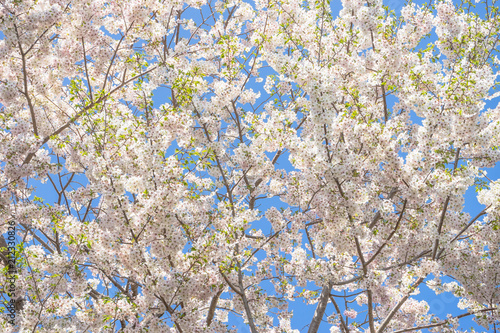 青空と桜