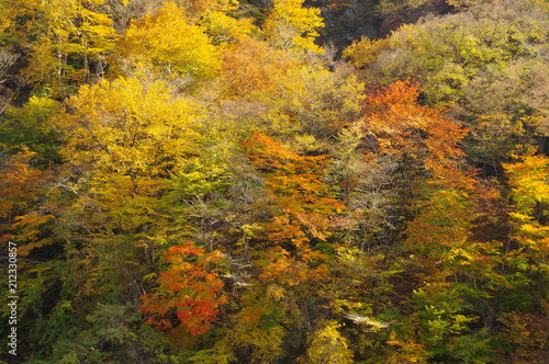 Agatuma Valley autumn leaves