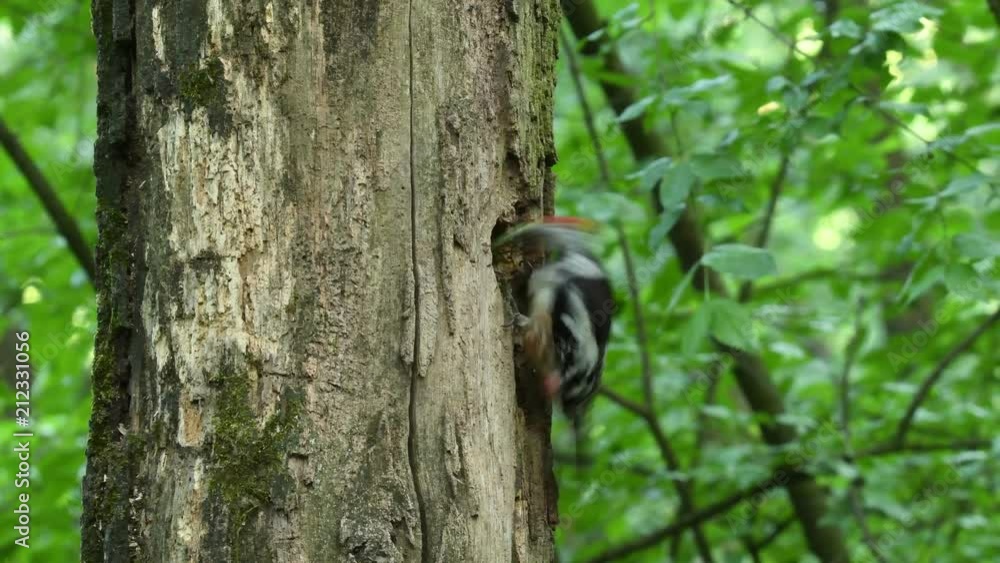 Middle Spotted Woodpecker - Dendrocopos medius sitting on the tree trunk with full beak of the feeding, green forest