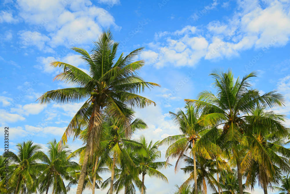 Palm trees crowns at blue sky background with white clouds