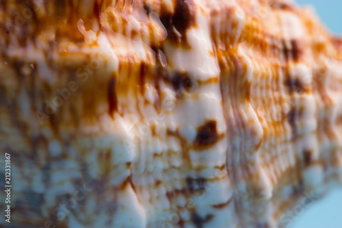 pattern on a sea shell photo