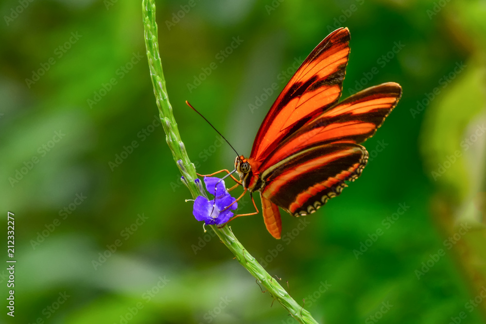 Closeup beautiful butterfly & flower in the garden. Closeup beautiful butterfly & flower in the garden.