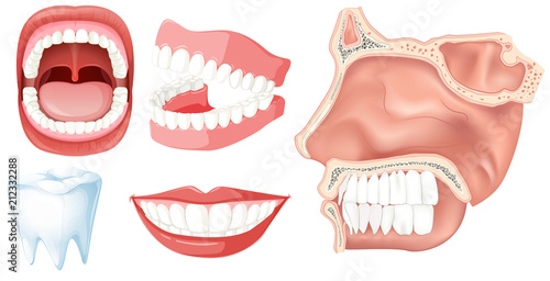 A Set of Human Teeth photo