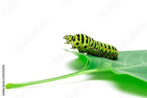 Swallowtail caterpillar white background