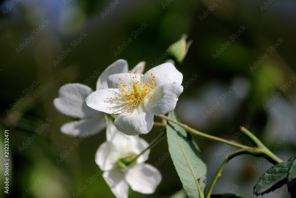 white flower