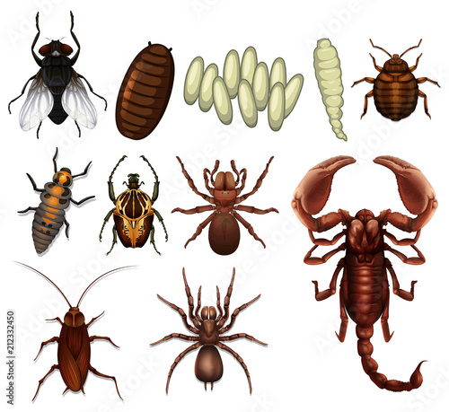 A Set of Insect