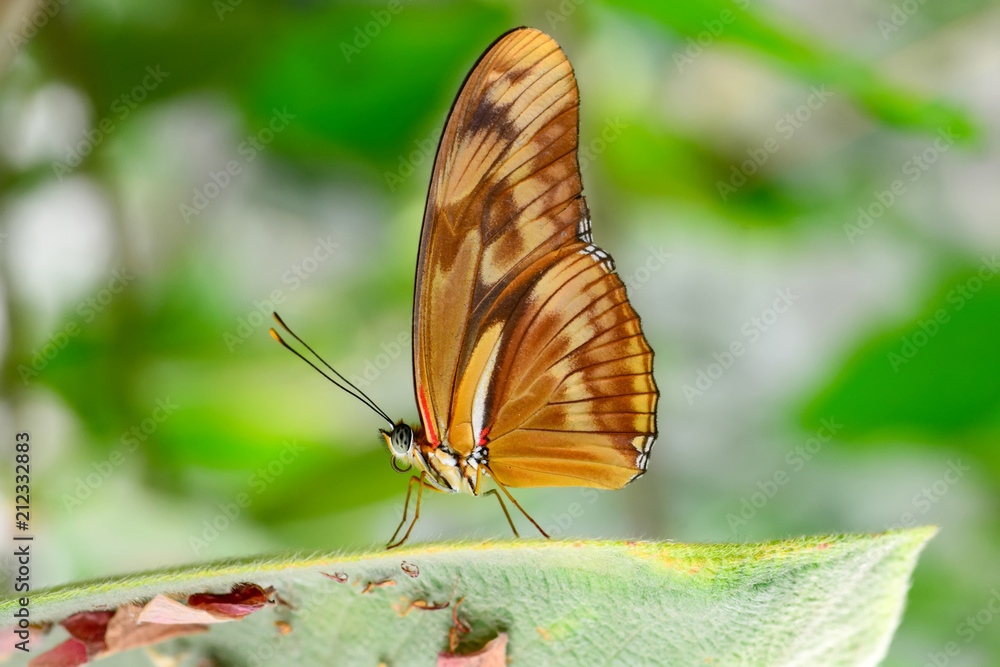 Obraz premium Closeup beautiful butterfly & flower in the garden.