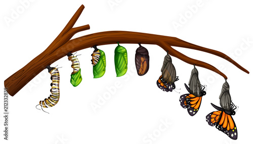 A Set of Butterfly Life Cycle