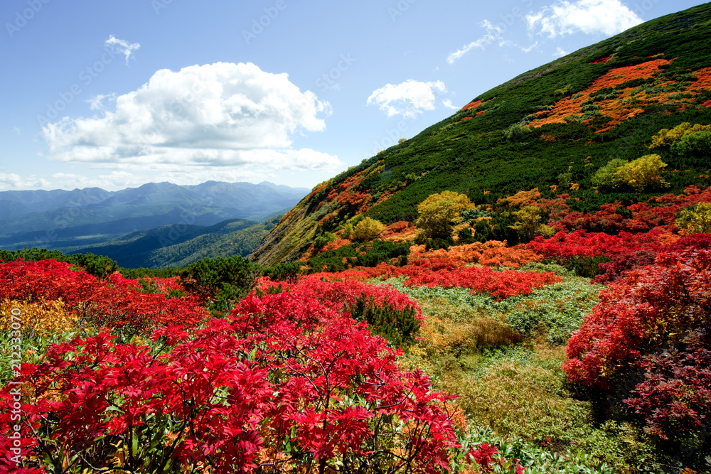 red leaves season of mountain in Hokkaido japan