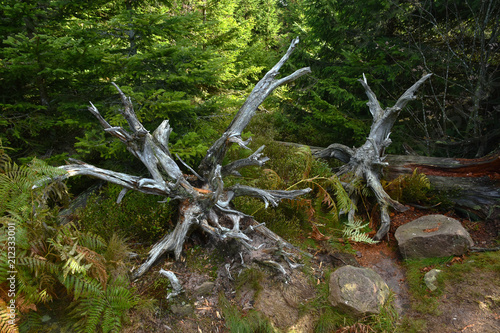 Bild auf Leinwand Lotharpfad im Schwarzwald; Baden Württemberg; Deutschland;