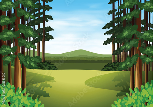Scene of a beautiful woods