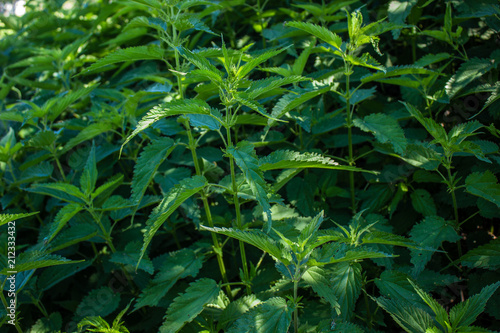 Urtica dioica, often called common nettle or stinging nettle