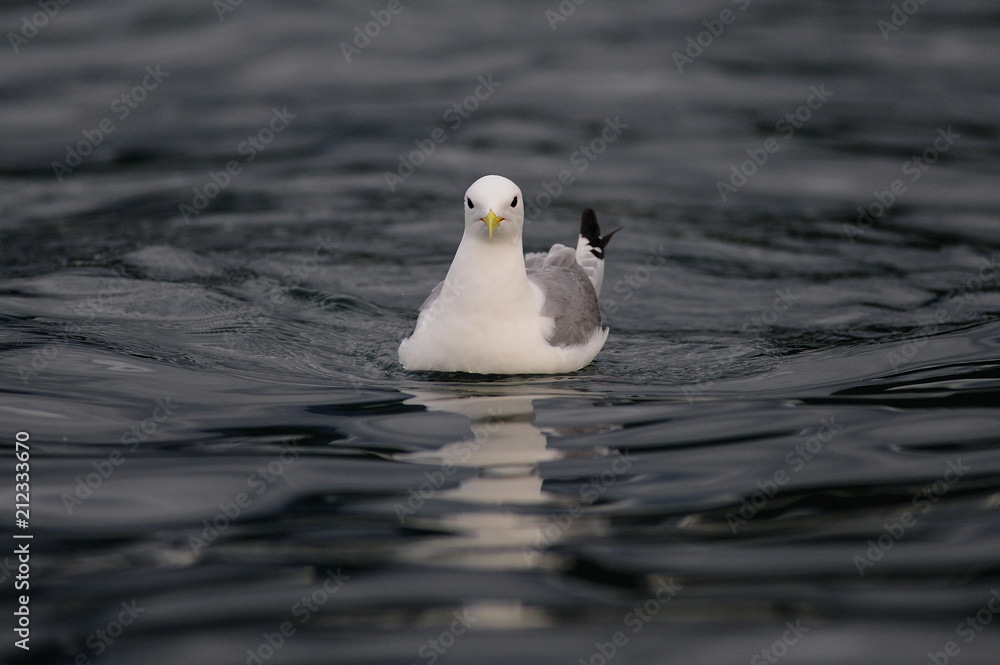 Common gull floating on the north sea, romsdalsfjord, norway (larus canus)