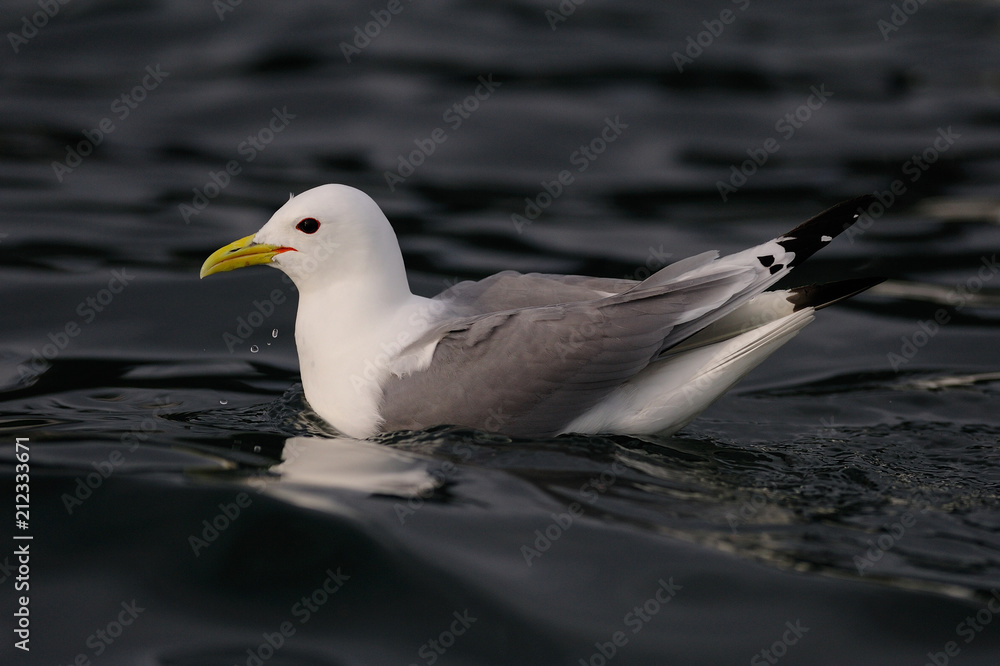 Common gull floating on the north sea, romsdalsfjord, norway (larus canus) Common gull floating on the north sea, romsdalsfjord, norway (larus canus)